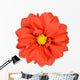 Orange Dahlia with Yellow Center Isolated on White Wall Decal