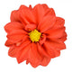 Orange Dahlia with Yellow Center Isolated on White Wall Decal
