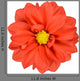 Orange Dahlia with Yellow Center Isolated on White Wall Decal