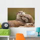 Oriental Short-clawed Otters Cuddling