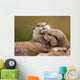 Oriental Short-clawed Otters Cuddling