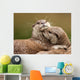 Oriental Short-clawed Otters Cuddling