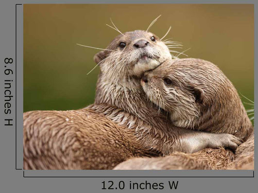 Oriental Short-clawed Otters Cuddling