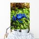 Blue Poison Dart Frog