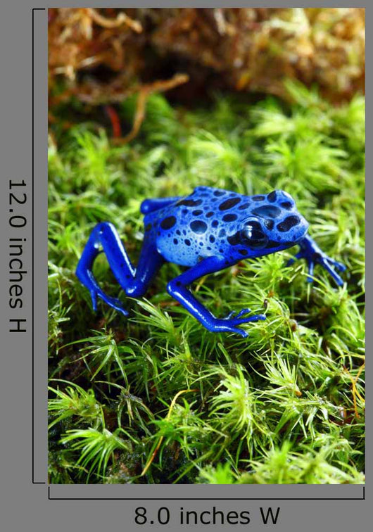 Blue Poison Dart Frog