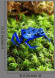 Blue Poison Dart Frog