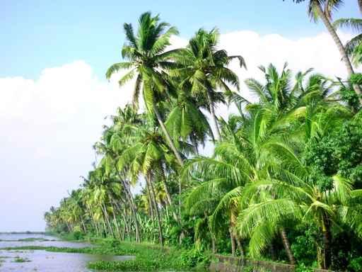 Palme Thurs Kerala Wall Decal