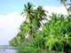 Palme Thurs Kerala Wall Decal