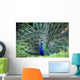 Peacock Wall Mural