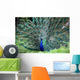 Peacock Wall Mural