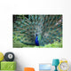 Peacock Wall Mural