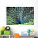 Peacock Wall Mural