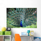 Peacock Wall Mural