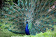 Peacock Wall Mural