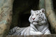 White Tiger Wall Mural