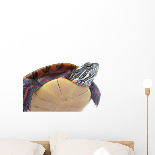 Turtle Power Wall Decal
