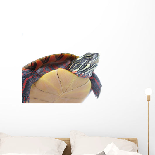 Turtle Power Wall Decal