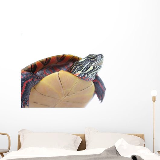 Turtle Power Wall Decal