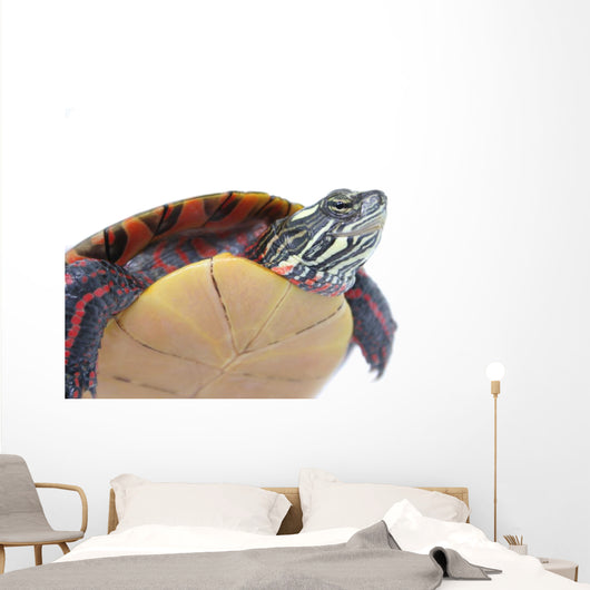 Turtle Power Wall Decal