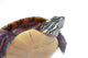 Turtle Power Wall Decal