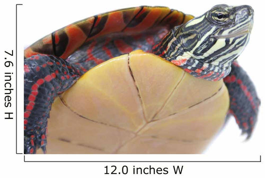 Turtle Power Wall Decal