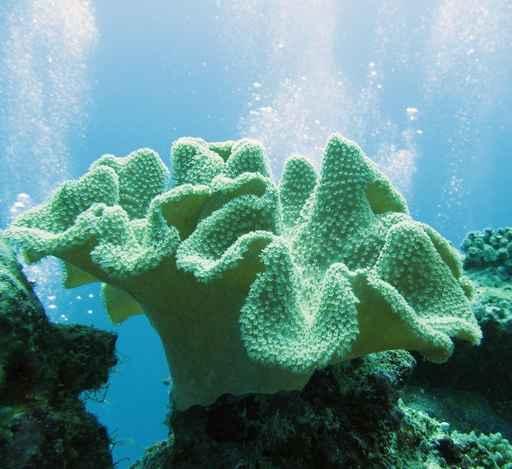 Soft Coral Sarcophyton Glaucium Wall Decal