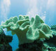 Soft Coral Sarcophyton Glaucium Wall Decal