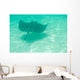 Sting Ray Swimming Wall Mural