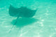Sting Ray Swimming Wall Mural