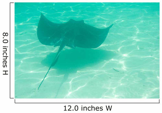 Sting Ray Swimming Wall Mural