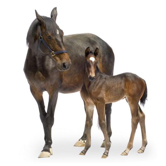 Mare with Her Foal Wall Decal