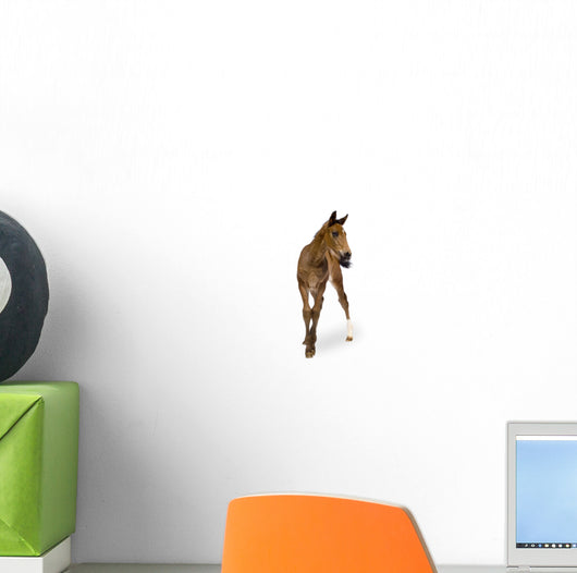Foal Wall Decal