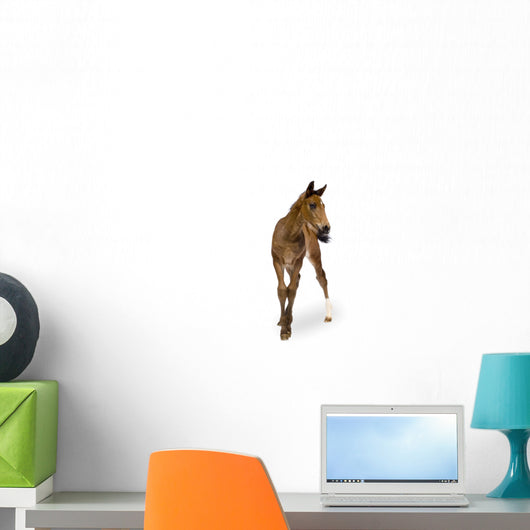Foal Wall Decal