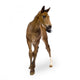 Foal Wall Decal