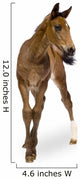 Foal Wall Decal