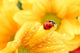 Ladybug Yellow Flower