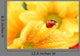 Ladybug Yellow Flower