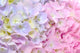 Beautiful Purple and Pink