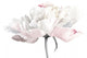 White Peony Flower
