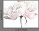 White Peony Flower