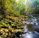 River with Yellow Leaves Wall Decal