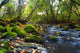 River with Mossy Stones Wall Decal