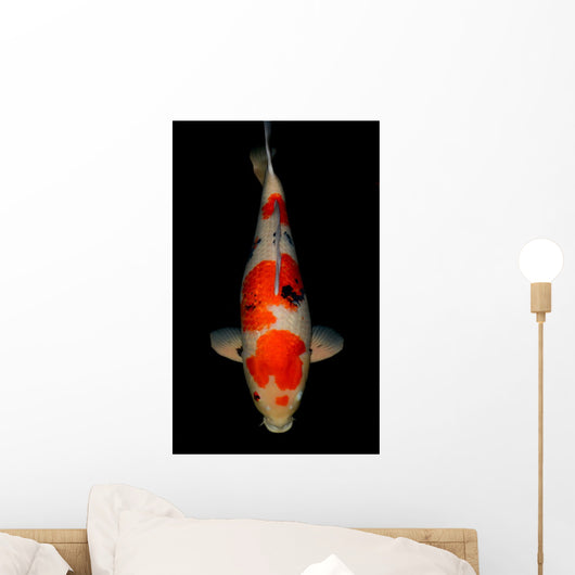 Sanke Koi Wall Mural