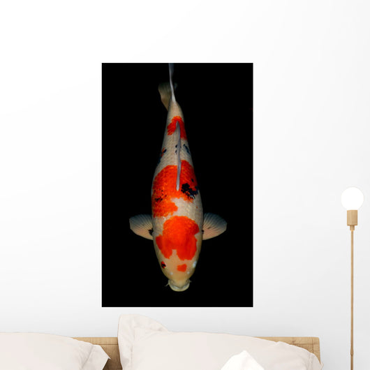 Sanke Koi Wall Mural