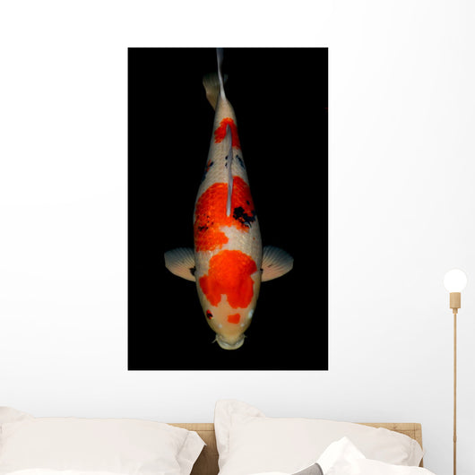 Sanke Koi Wall Mural