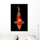 Sanke Koi Wall Mural
