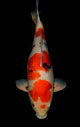 Sanke Koi Wall Mural