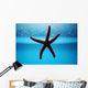 Seestern Aquarium Wall Mural
