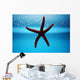Seestern Aquarium Wall Mural
