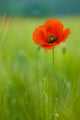 Coquelicots